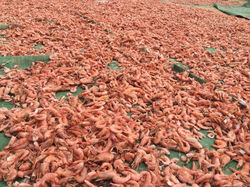 Crevettes séchées
