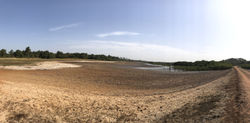 Mangroves