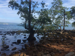 Arbres_submergés