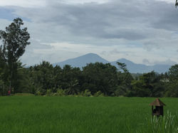 Rizières_vers_Munduk