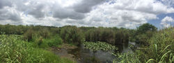 Mangroves