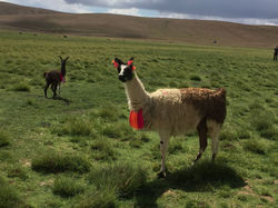 Nos premiers Lamas en Bolivie