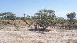 La Savane