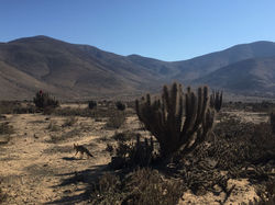 Sur la route entre La Serena et Isla Damas