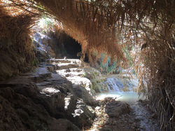 Ein Gedi