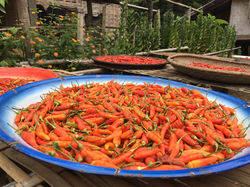 Piments rouge