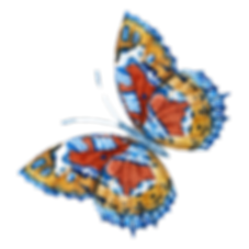 Watercolor Butterfly 4