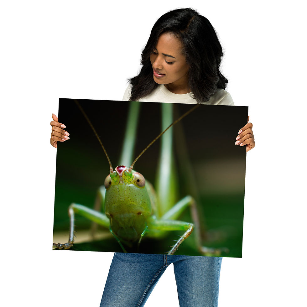 Thumbnail: Poster