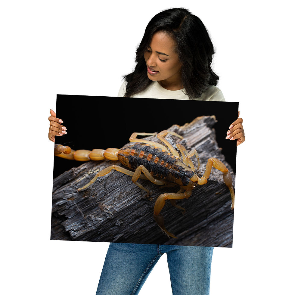 Thumbnail: Poster