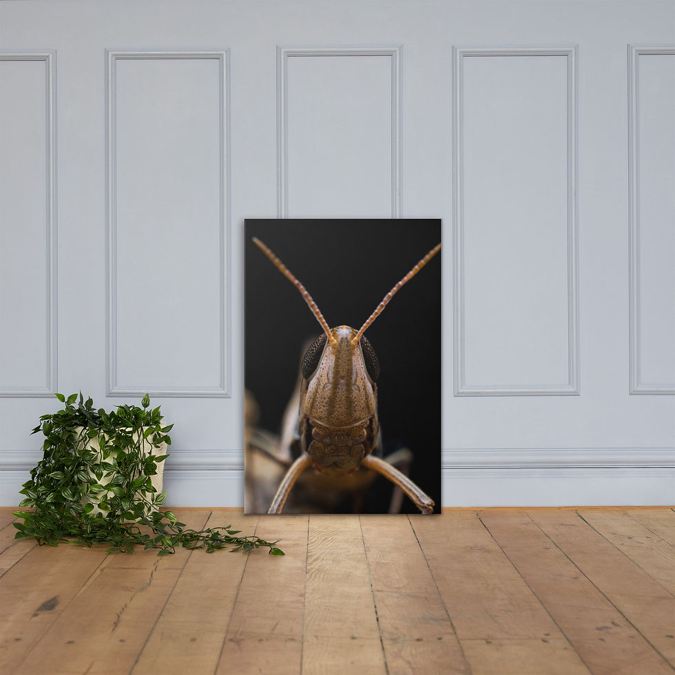 Thumbnail: Canvas