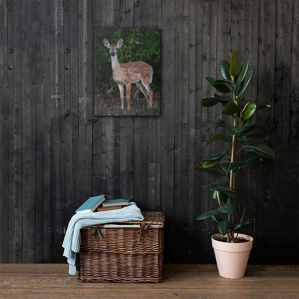 Thumbnail: Young Buck on Canvas