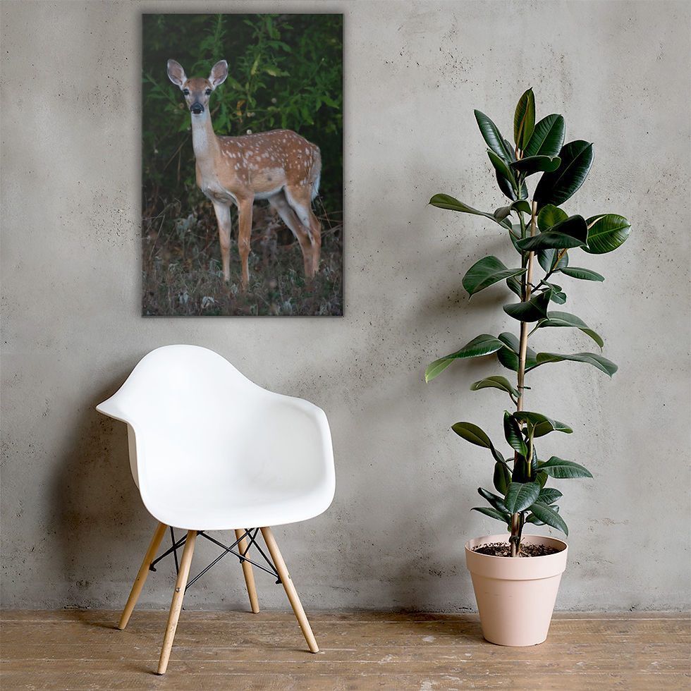 Thumbnail: Young Buck on Canvas