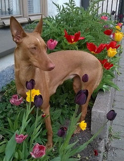 SIPHRA*S SIPHRA^S MORE OF THAT JAZZ