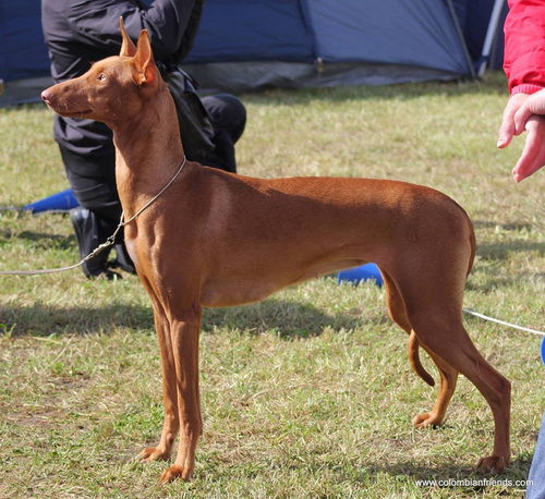 26.08.2017 SIPHRA'S COOL CAT for HEIDI SOTIS