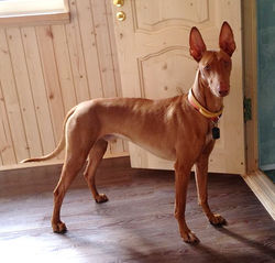 HEIDI SOTIS AMON RA KARNAK