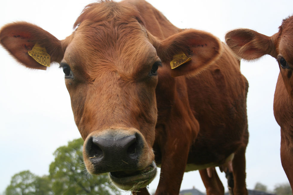 Memories of Milking Cows