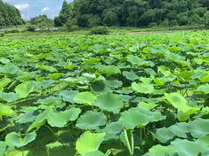 本日のれんこん畑（2026.07.11）蓮の花も咲き始めました