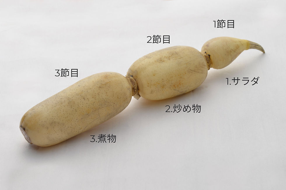 れんこんは、先端から根元にかけて食感が変わります。それぞれの節の個性を活かして、お料理をもっと美味しく。