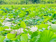 【季節のお知らせ】美しい蓮根の花が咲きました