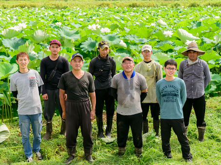 茨城県阿見町レンコン畑で正社員を募集