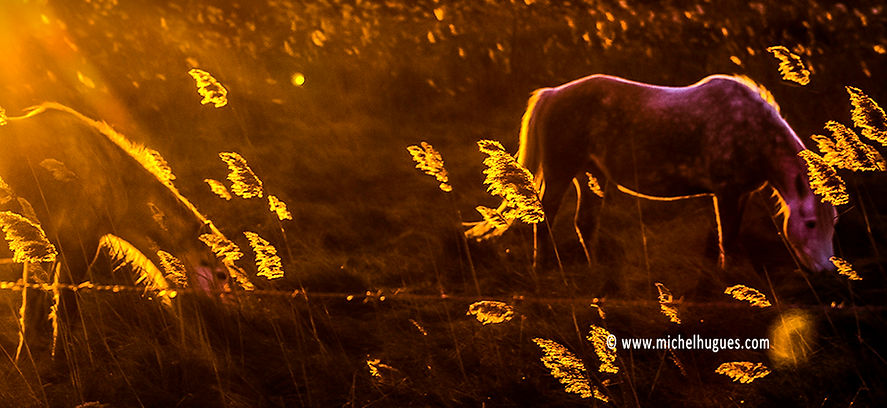 © copyright photo www.michelhugues.com