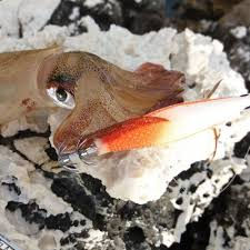 Thumbnail: SUNSET EGING BAD GAMBAS SQUID JIG