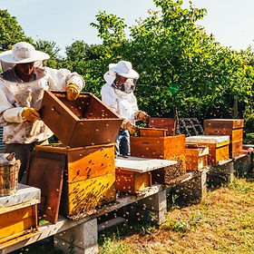 beekeepers hives_500_500.jpeg