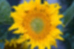 Miniaturbild: Der Sonnige / Bio-Sonnenblumenhonig