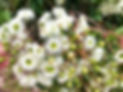 bee-on-Marri.jpg