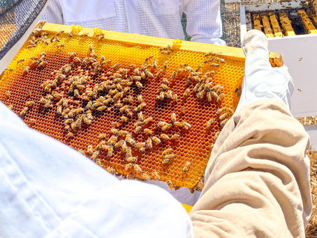 17 October 2026 | Introduction to Responsible Beekeeping