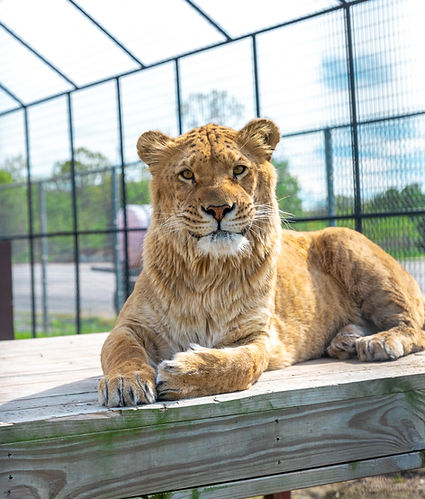 Wild Animal Safari