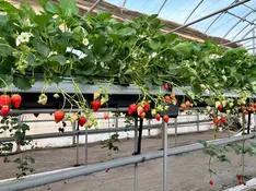 Strawberry Picking in April in Japan – Why It’s the Best Time to Visit!