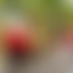 4月のいちご狩りで食べ頃の完熟いちご（船橋市田中園）