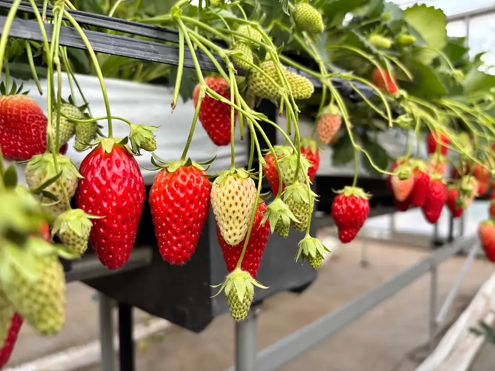 4月のいちご狩りで食べ頃の完熟いちご(船橋市田中園)