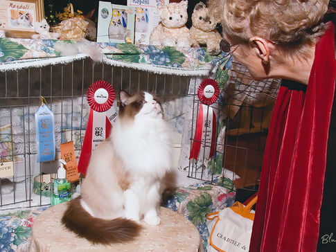 Ragdoll show cat