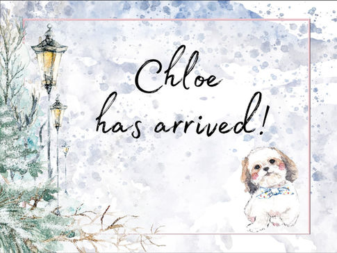 Shih Tzu poster