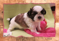 Chloe at 4 weeks old