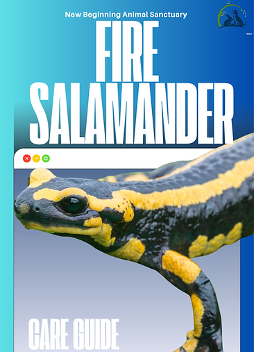 Fire Salamander.png