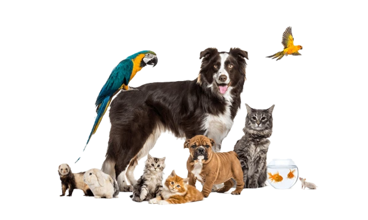 group-pets-posing-around-border-600nw-1762836920_edited.png