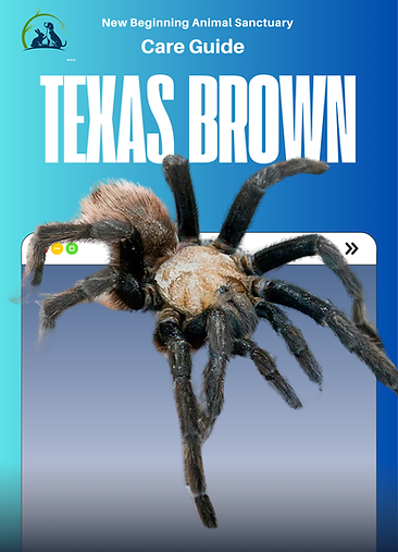 Texas Brown.png