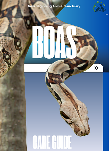 boas.png