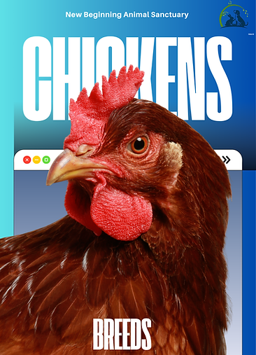 Chicken Breeds.png