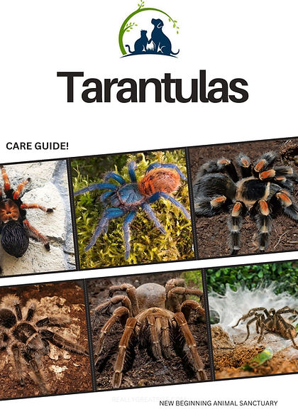 Tarantulas.jpg