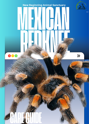 Mexican Redknee.png