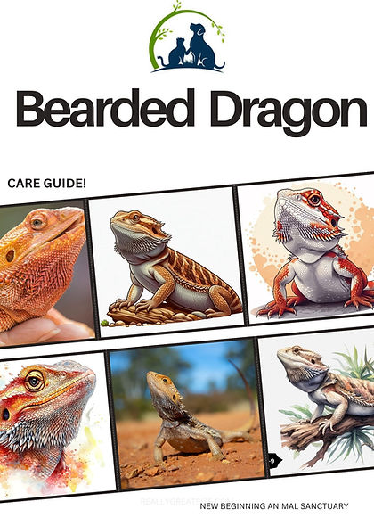 Bearded Dragon.jpg