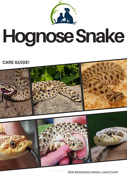 Hognose Snake.jpg