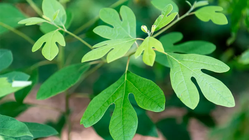 Sassafras.webp