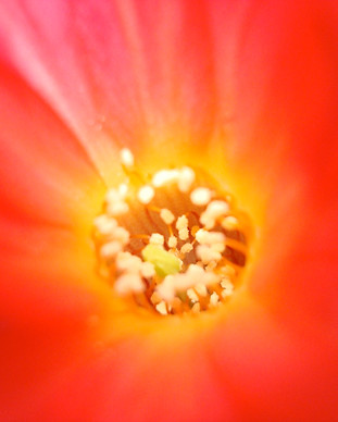 Blüte InnerSun-Massag.jpg