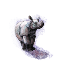 Javan Rhino