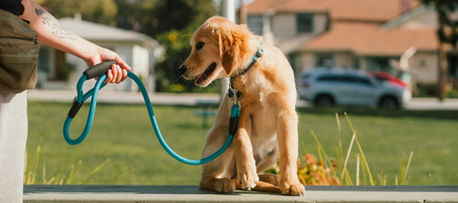 Understanding ADA Law vs. Community Ethics in the Service Dog World